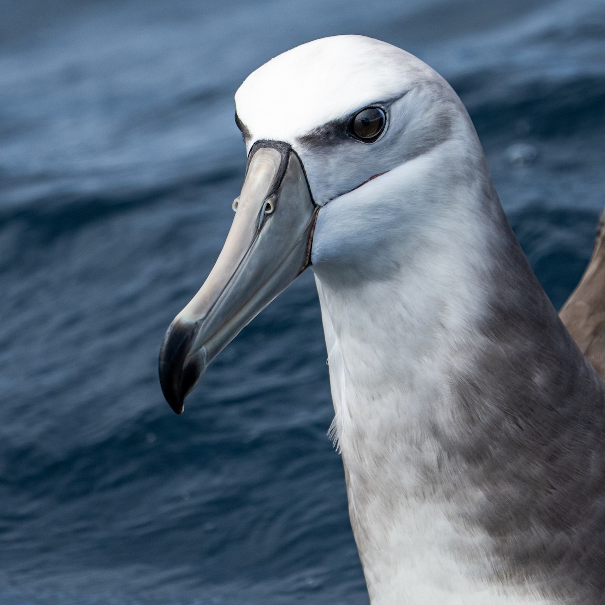 White-capped Albatross - ML610599077