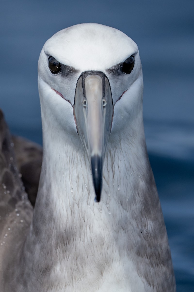 White-capped Albatross - ML610599079