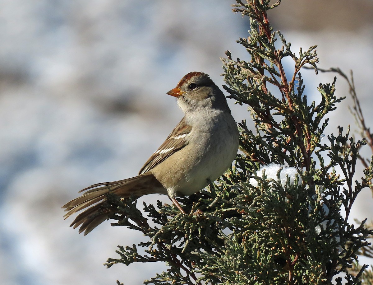 Bruant à couronne blanche - ML610599102