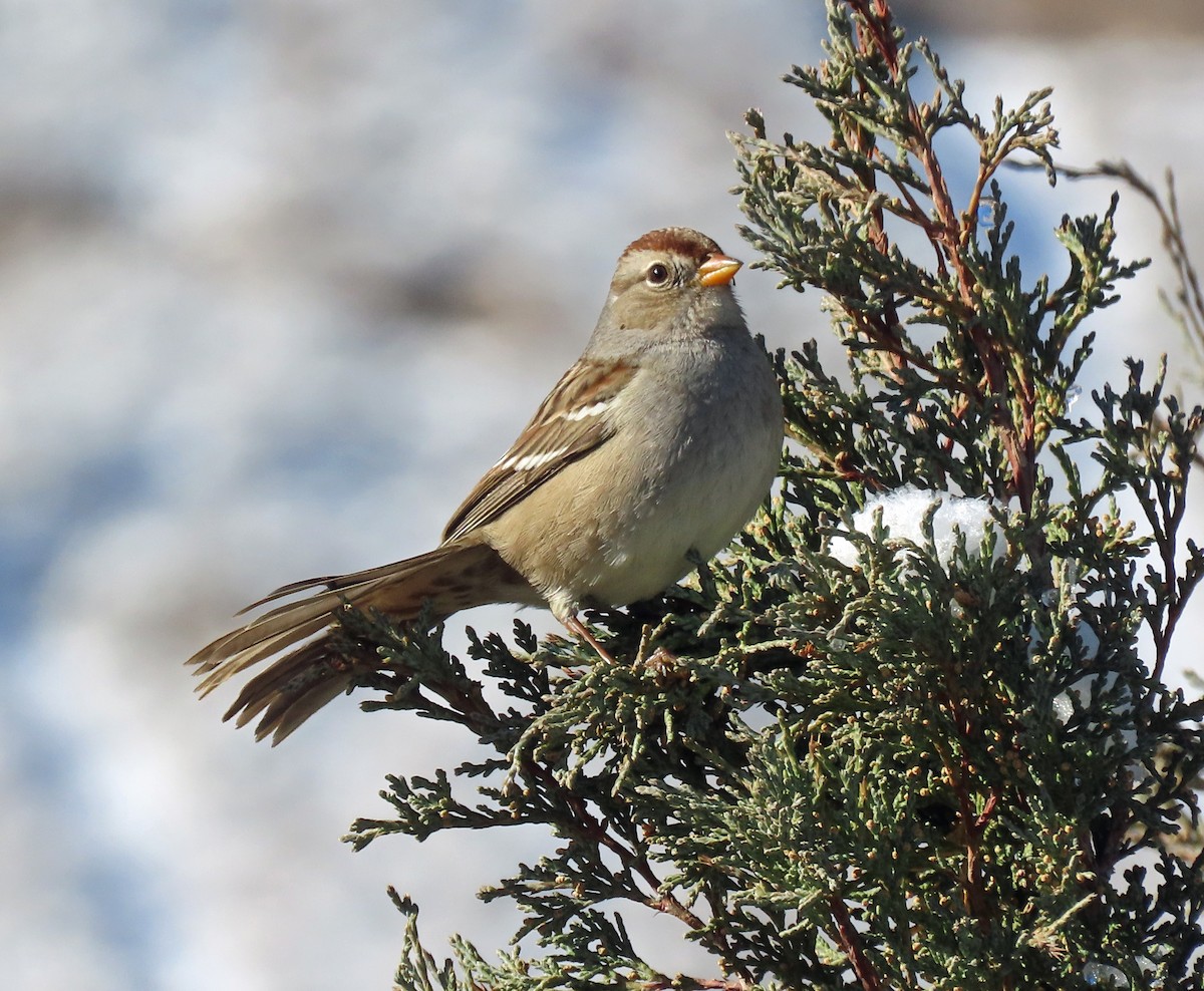 White-crowned Sparrow - ML610599103