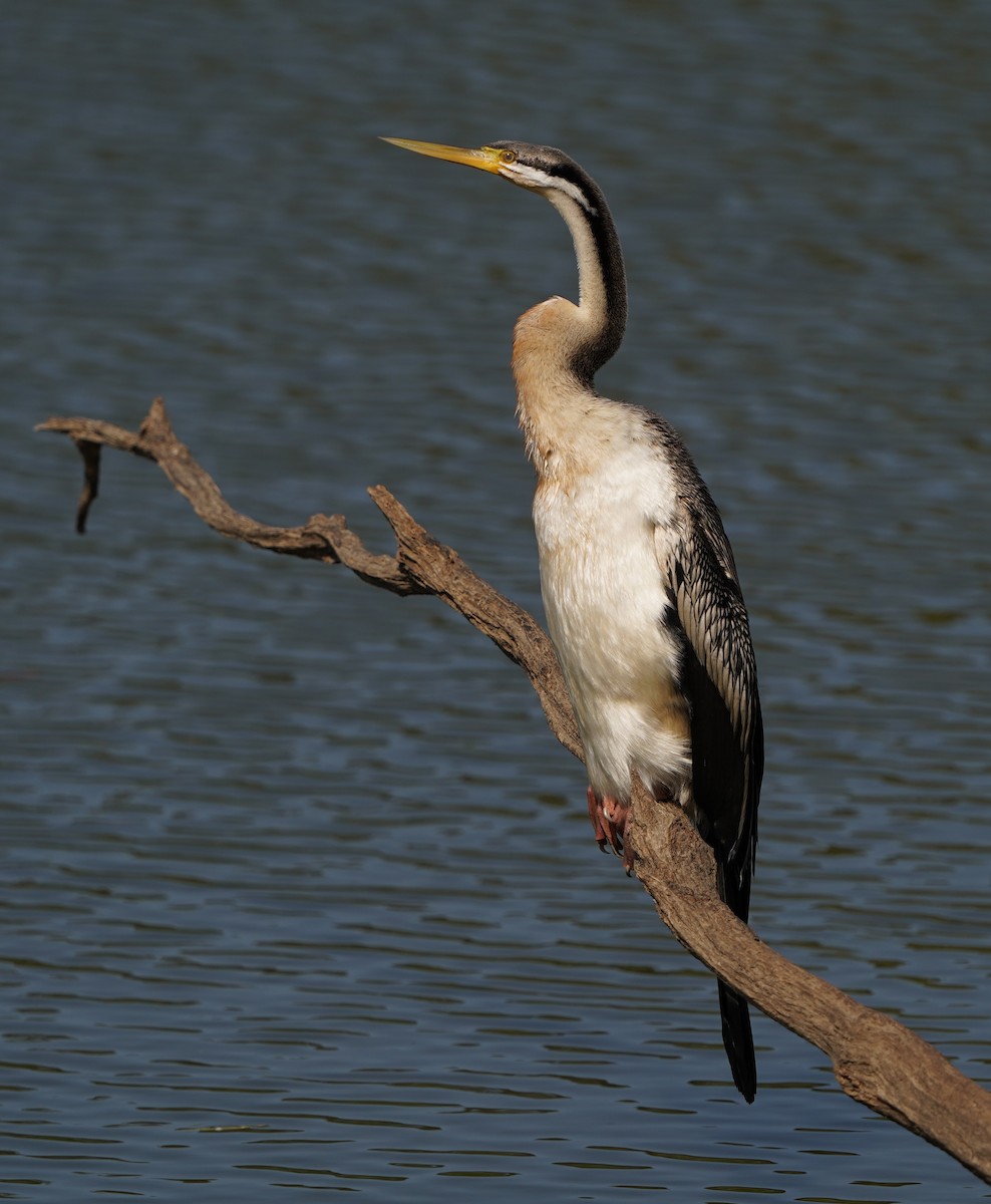 Austral-Schlangenhalsvogel - ML610599109