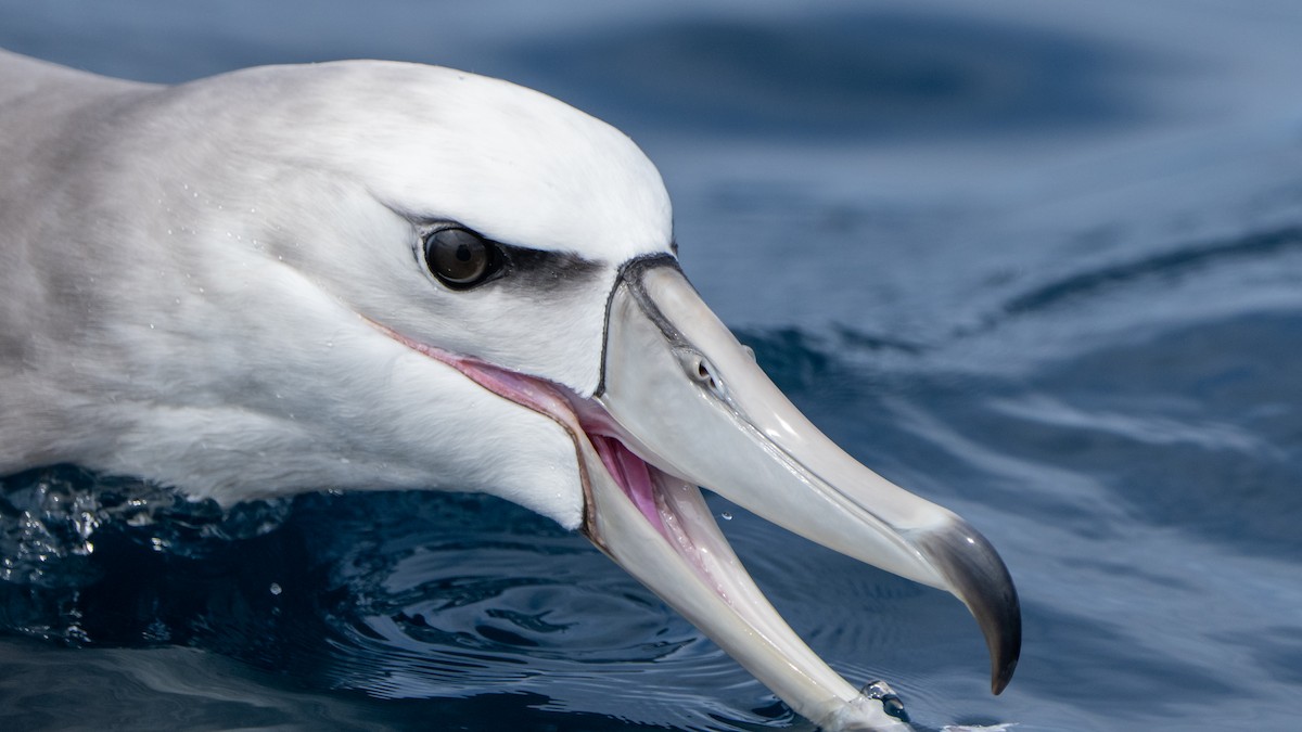 White-capped Albatross - ML610599115