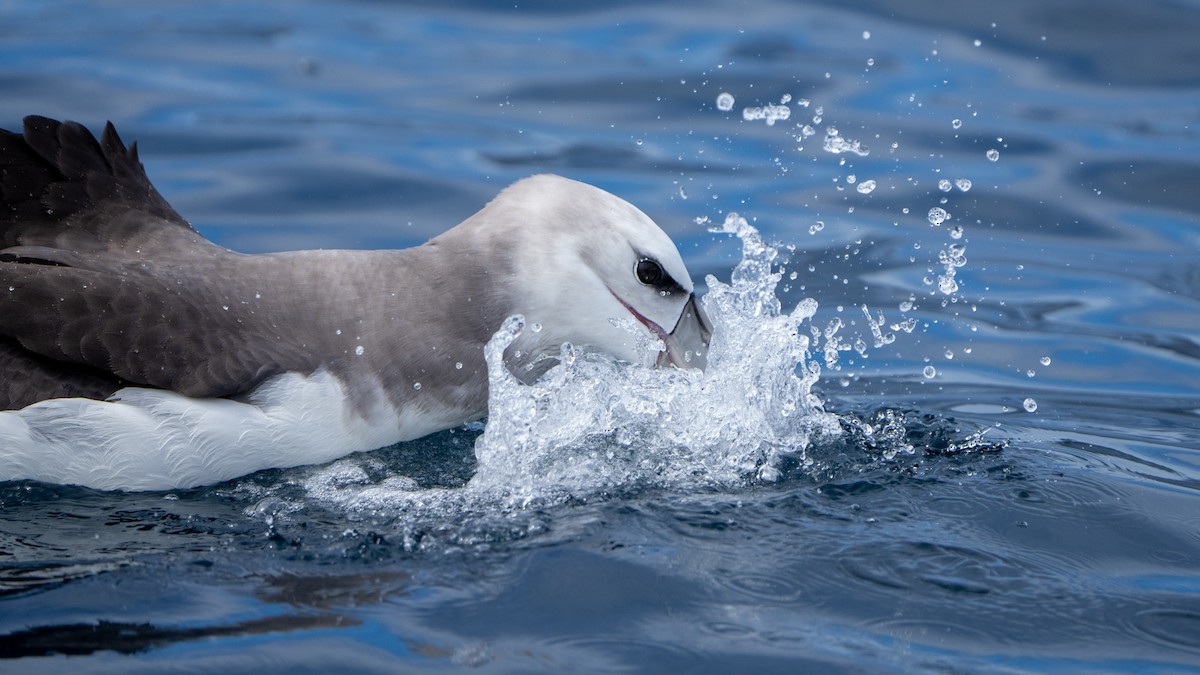 White-capped Albatross - ML610599116