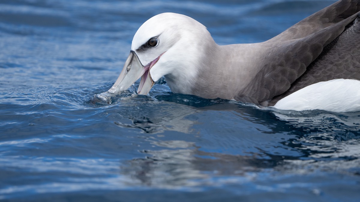 White-capped Albatross - ML610599117