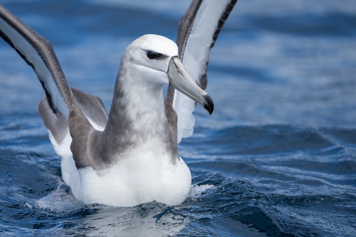 White-capped Albatross - ML610599118