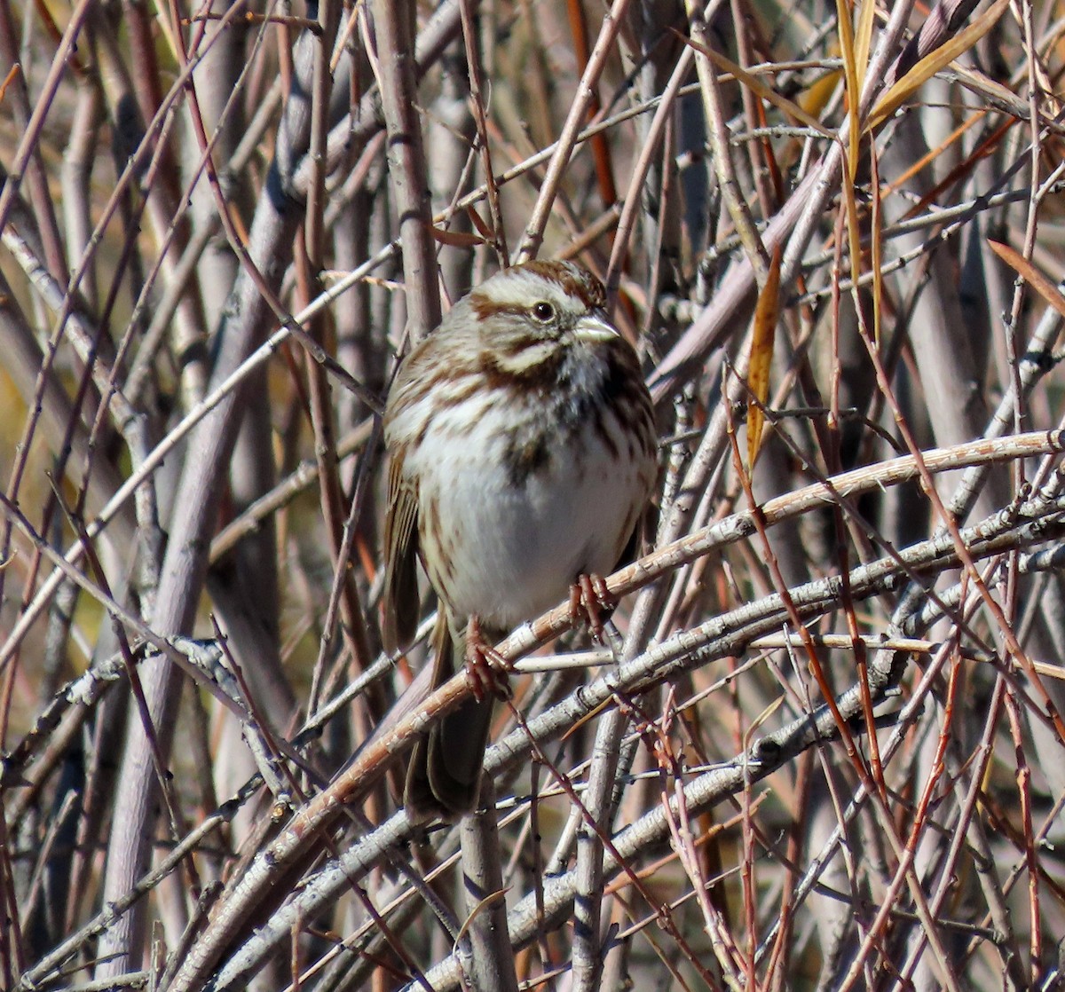 Song Sparrow - ML610599136