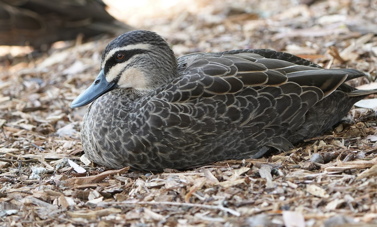 Canard à sourcils - ML610599186