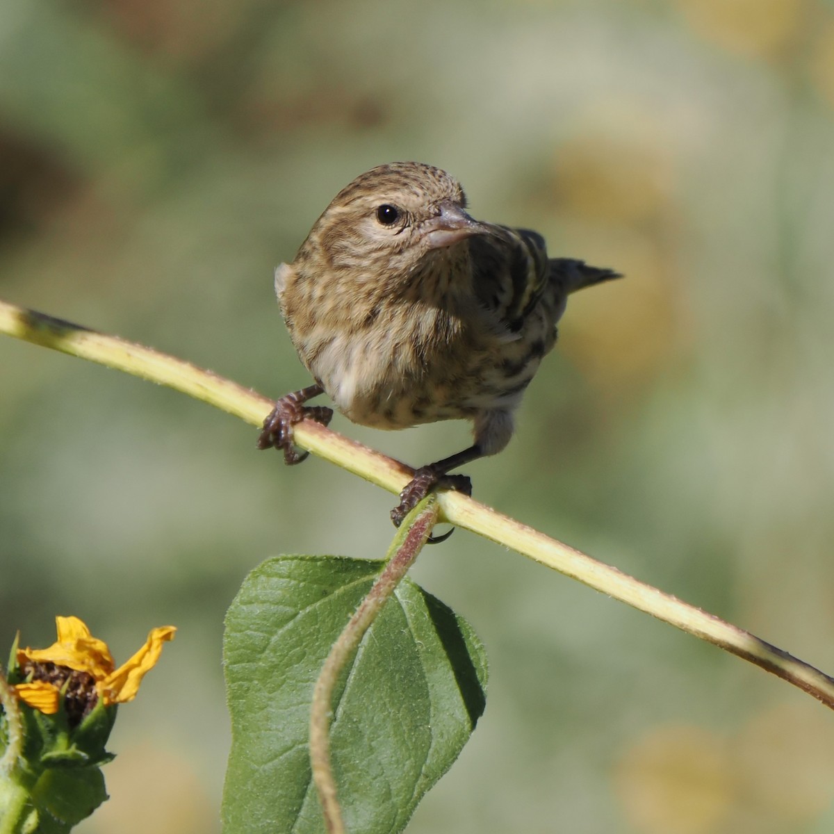 Pine Siskin - ML610599192