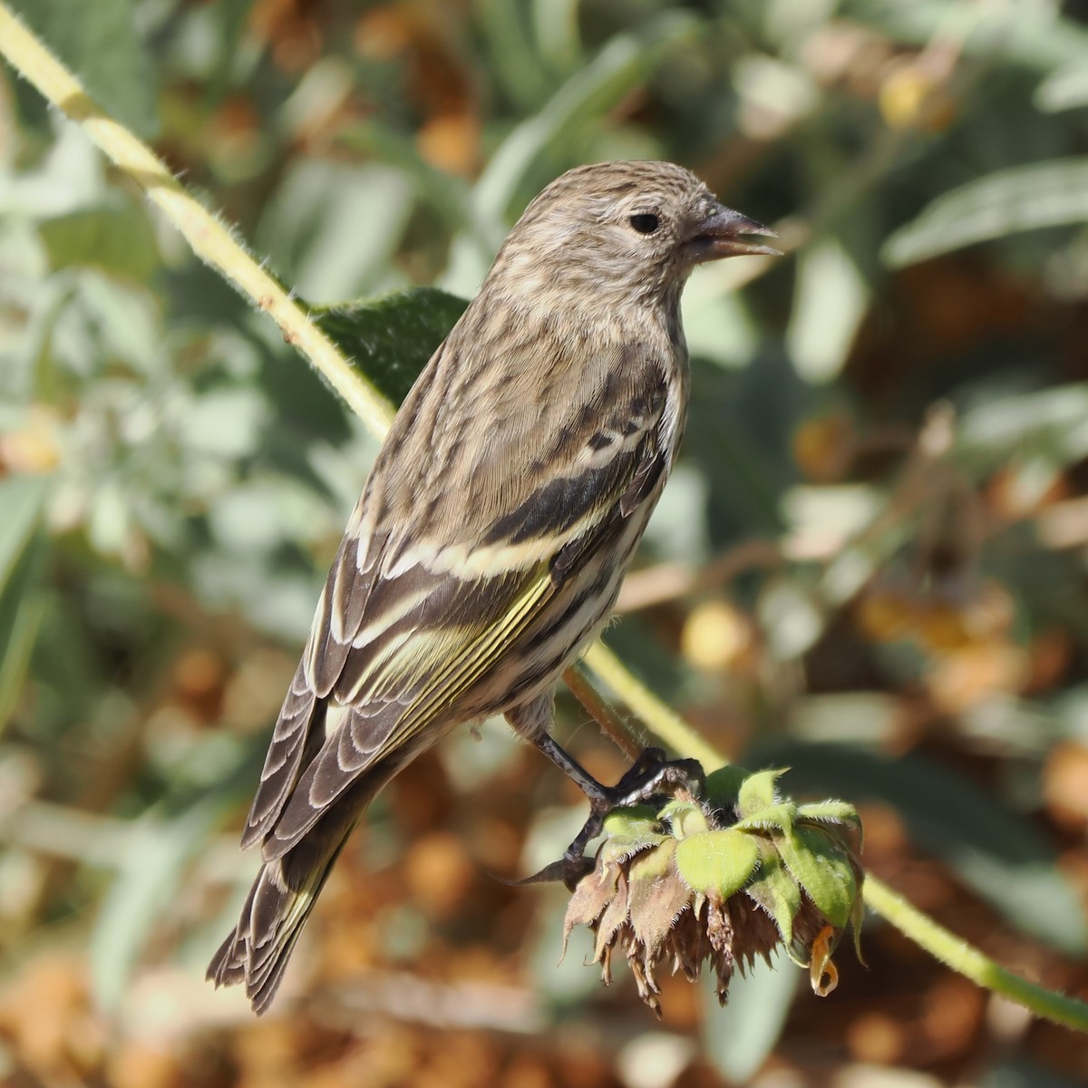 Pine Siskin - ML610599193