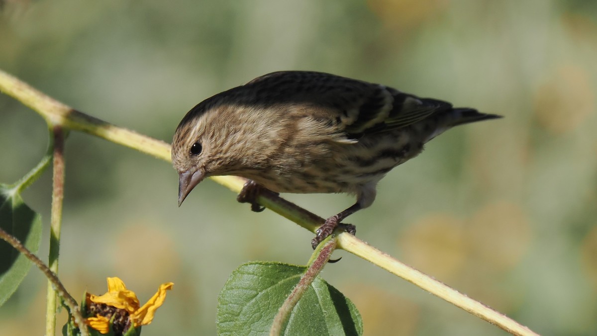 Pine Siskin - ML610599194