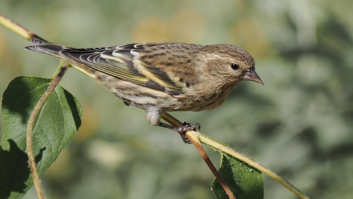 Pine Siskin - ML610599195