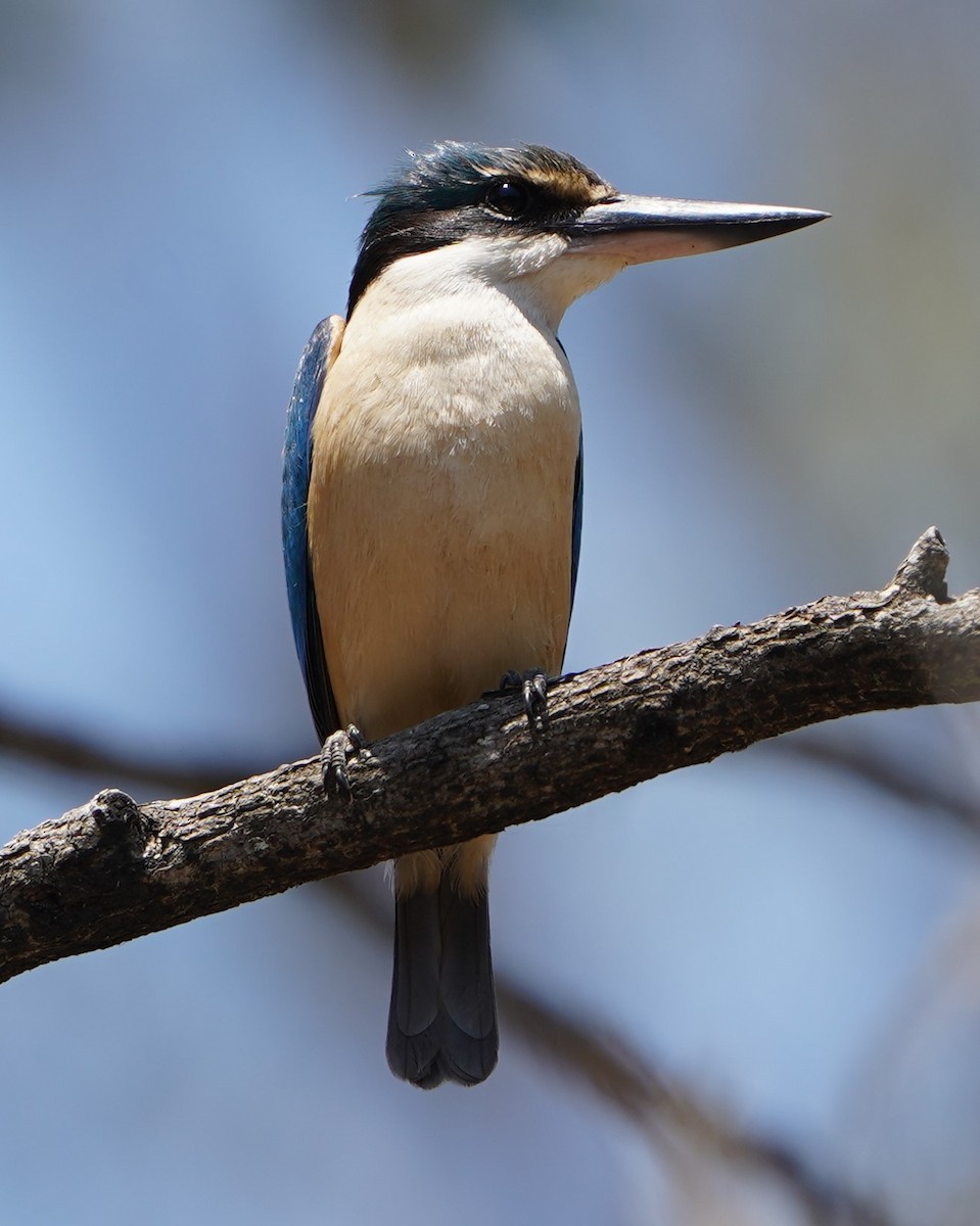 Sacred Kingfisher - Darryl & Rita Larsen