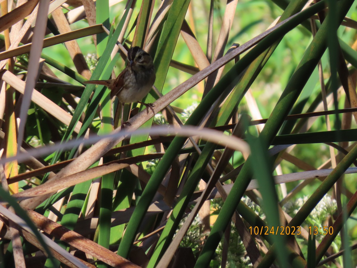 Swamp Sparrow - ML610599227