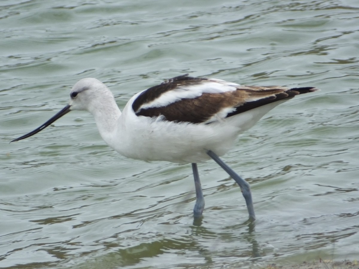 Avocette d'Amérique - ML610599230