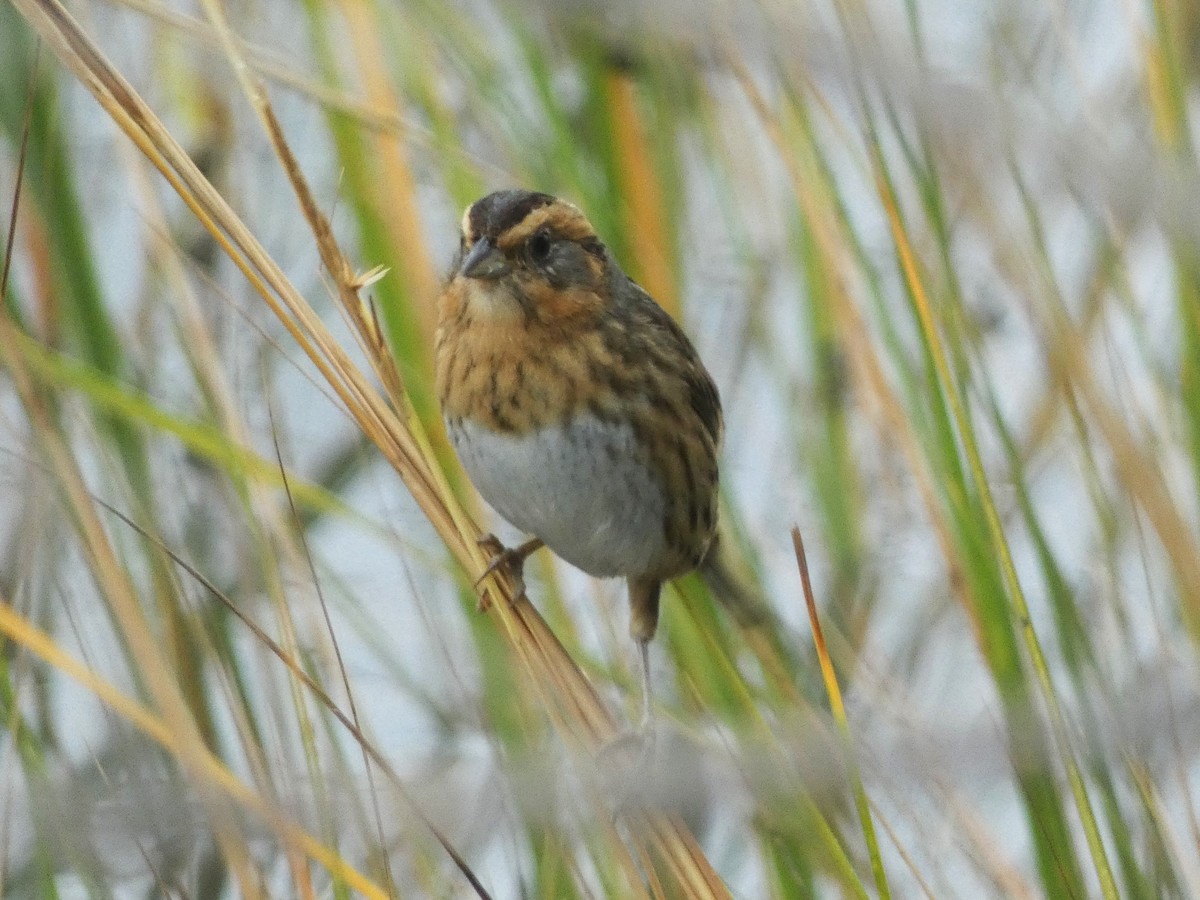 Saltmarsh Sparrow - Paul King