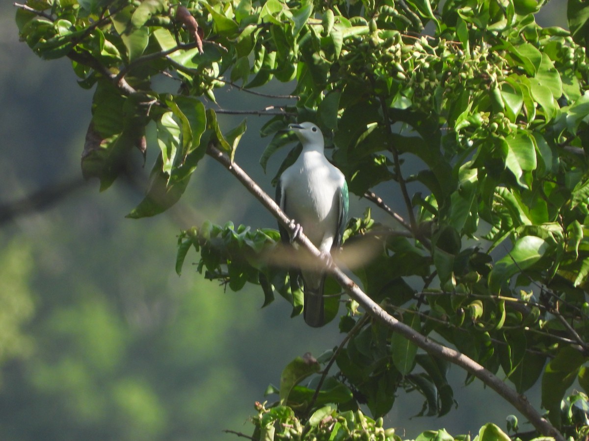 Seram Imperial-Pigeon - ML610599630