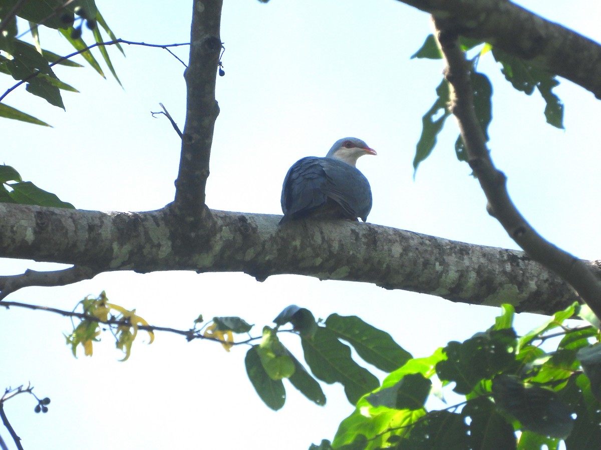 Seram Mountain-Pigeon - ML610599654