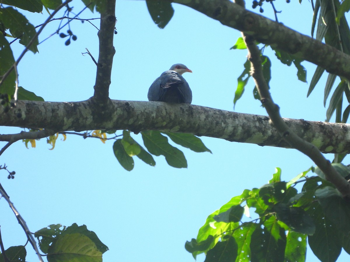 Seram Mountain-Pigeon - ML610599655