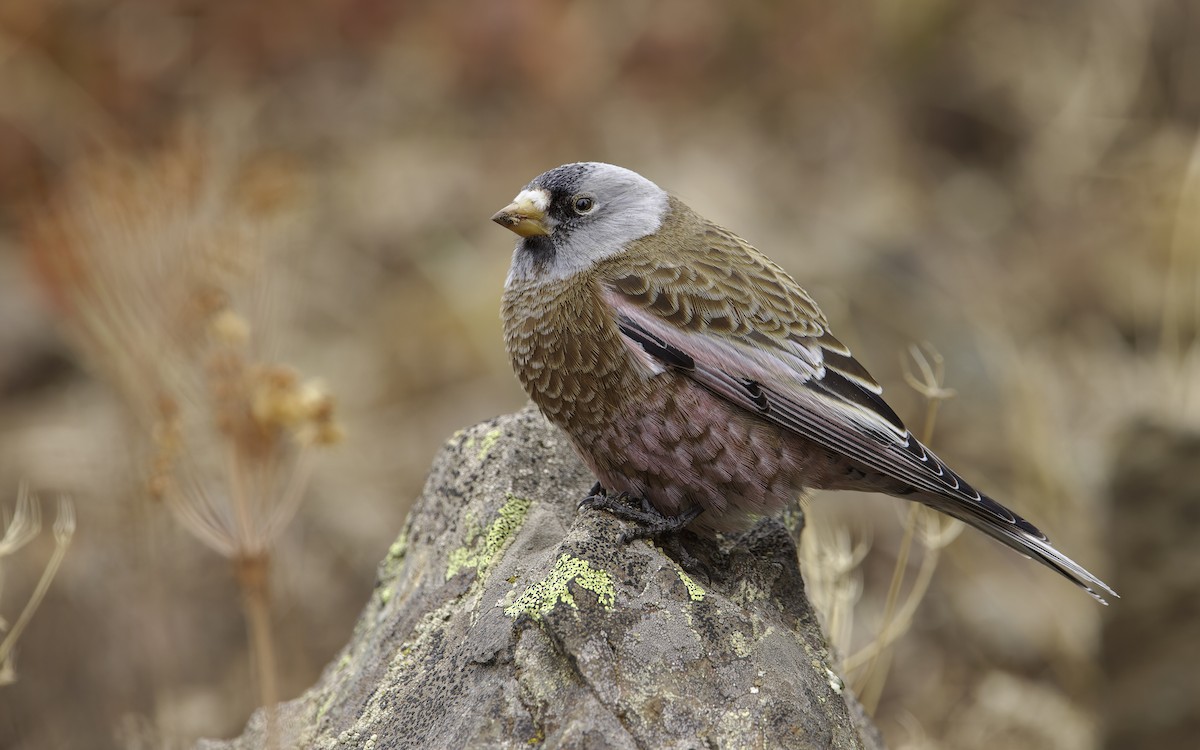 Gray-crowned Rosy-Finch (Hepburn's) - Blair Dudeck