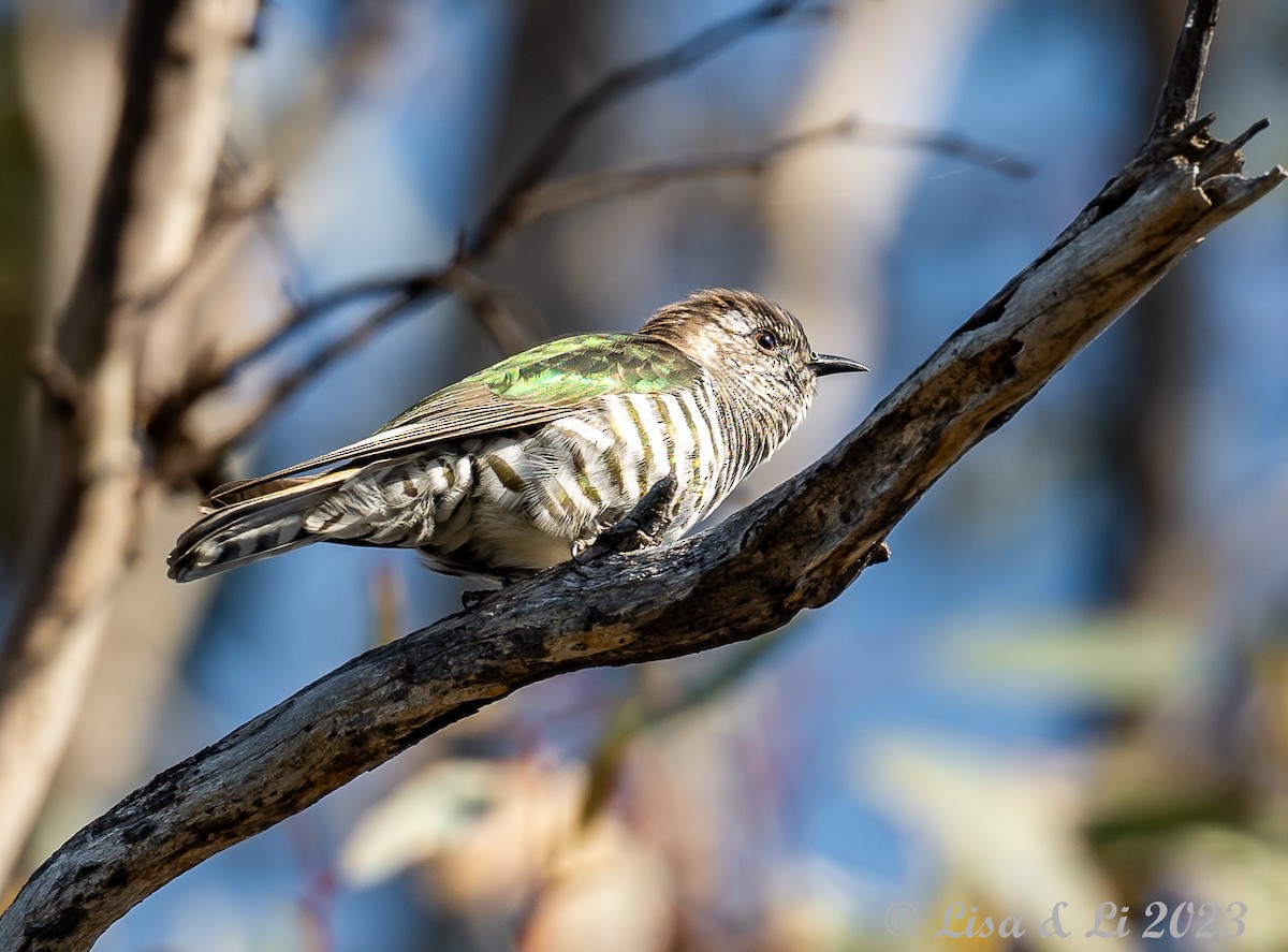 Shining Bronze-Cuckoo - ML610599776