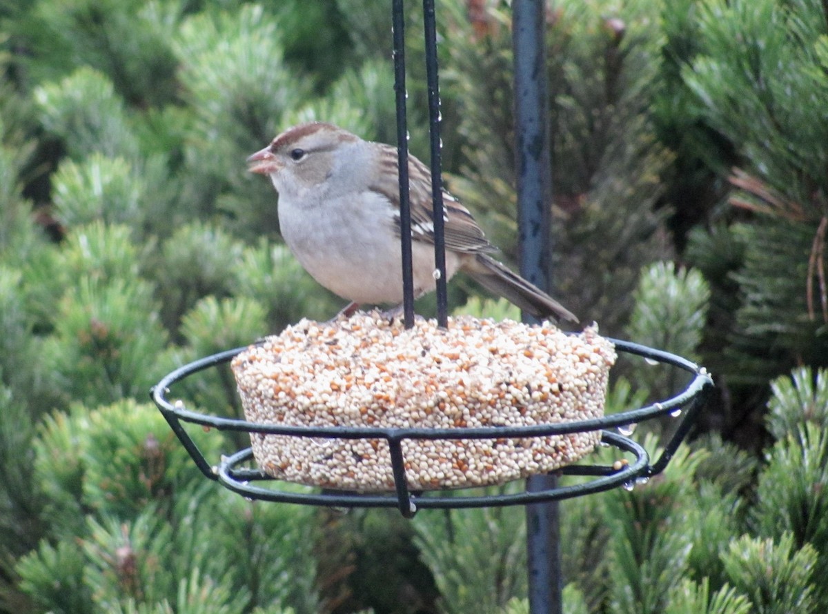 White-crowned Sparrow - ML610599802