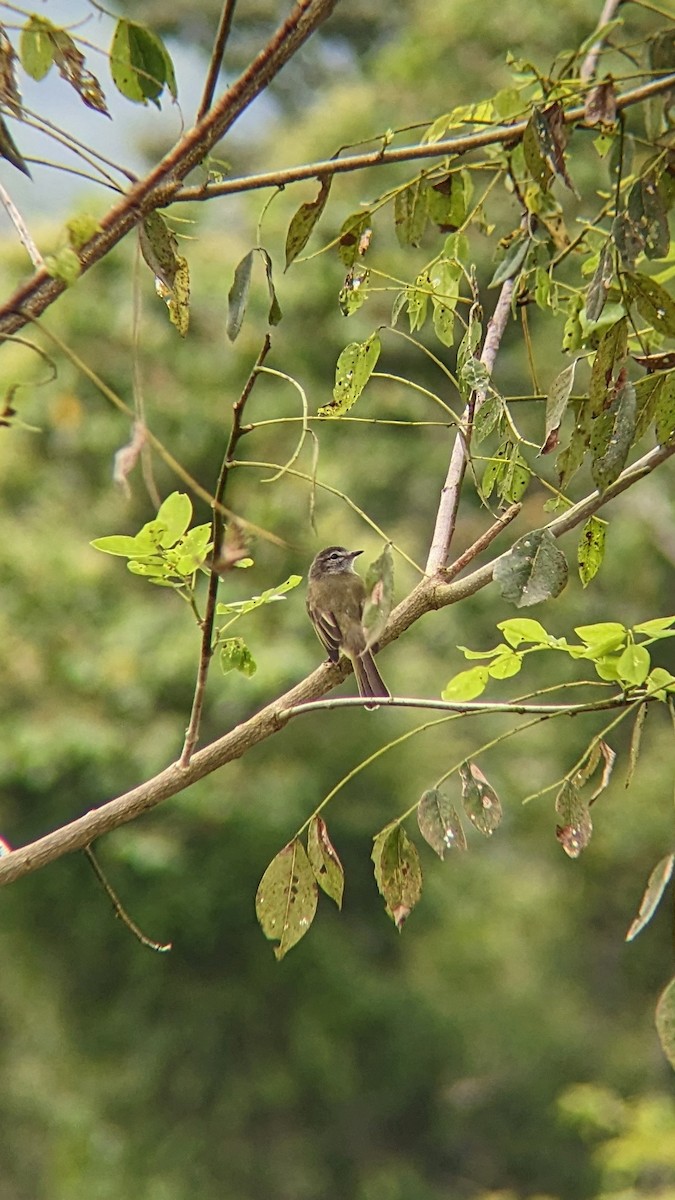 Greenish Elaenia - ML610599864