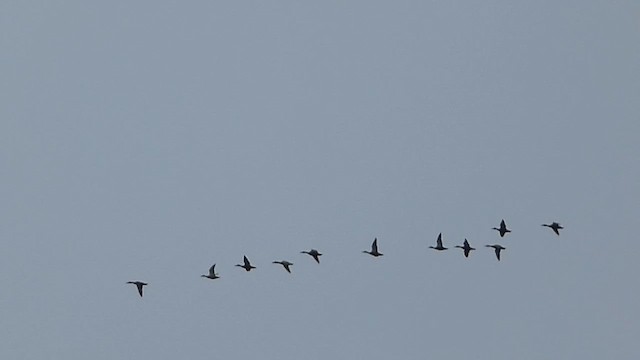 American Black Duck - ML610599921