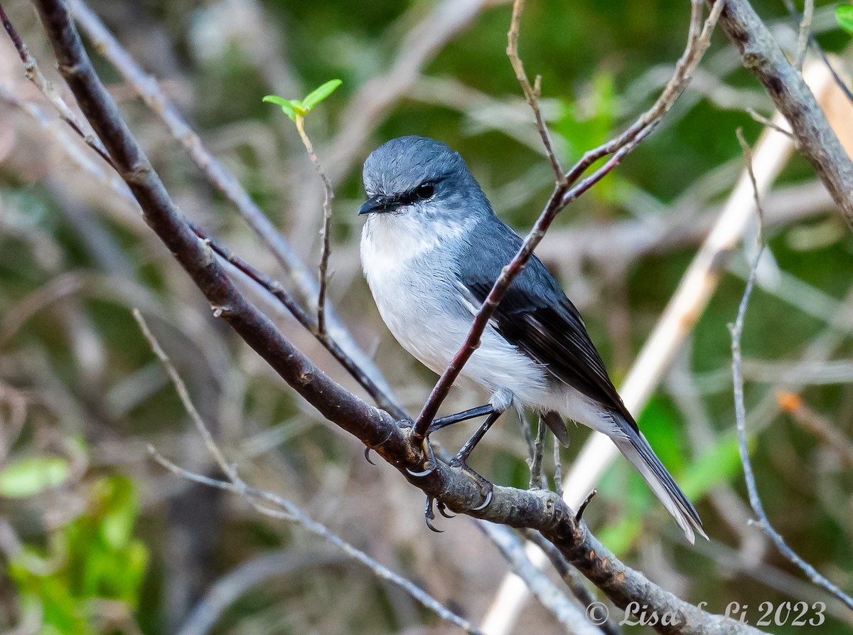 White-breasted Robin - ML610599953