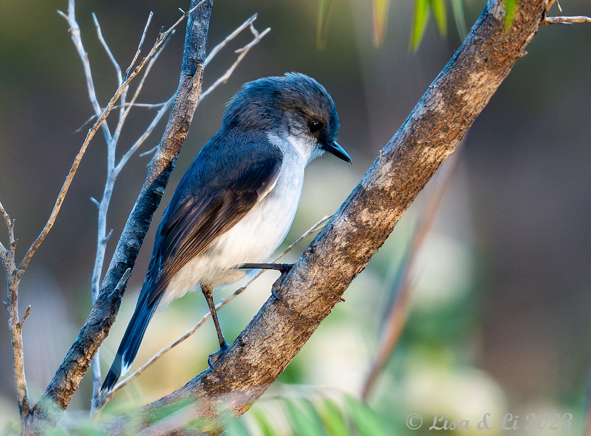 White-breasted Robin - ML610599958