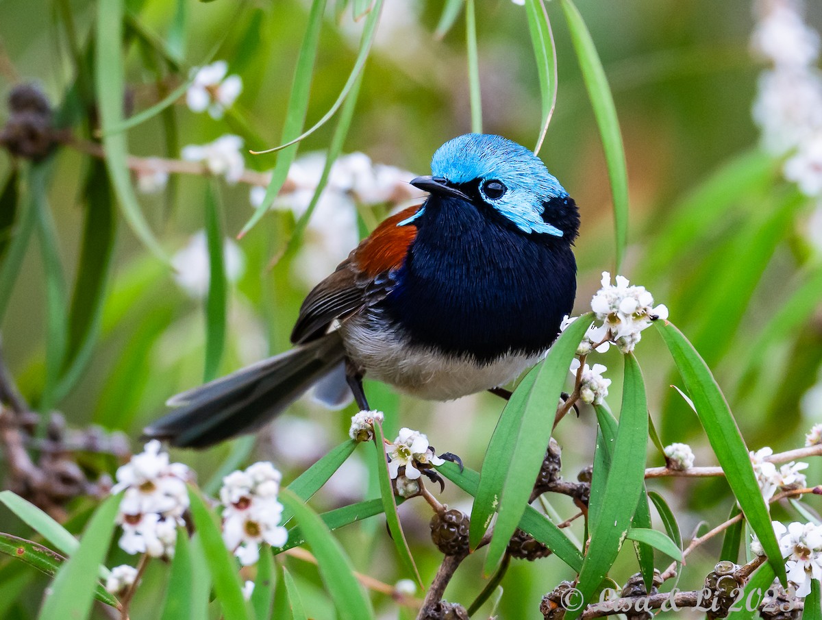 Red-winged Fairywren - ML610599975