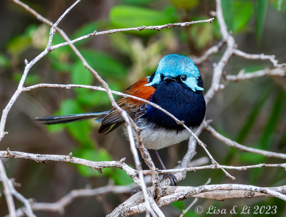 Red-winged Fairywren - ML610599977