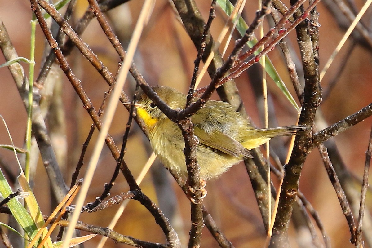 Common Yellowthroat - ML610600013