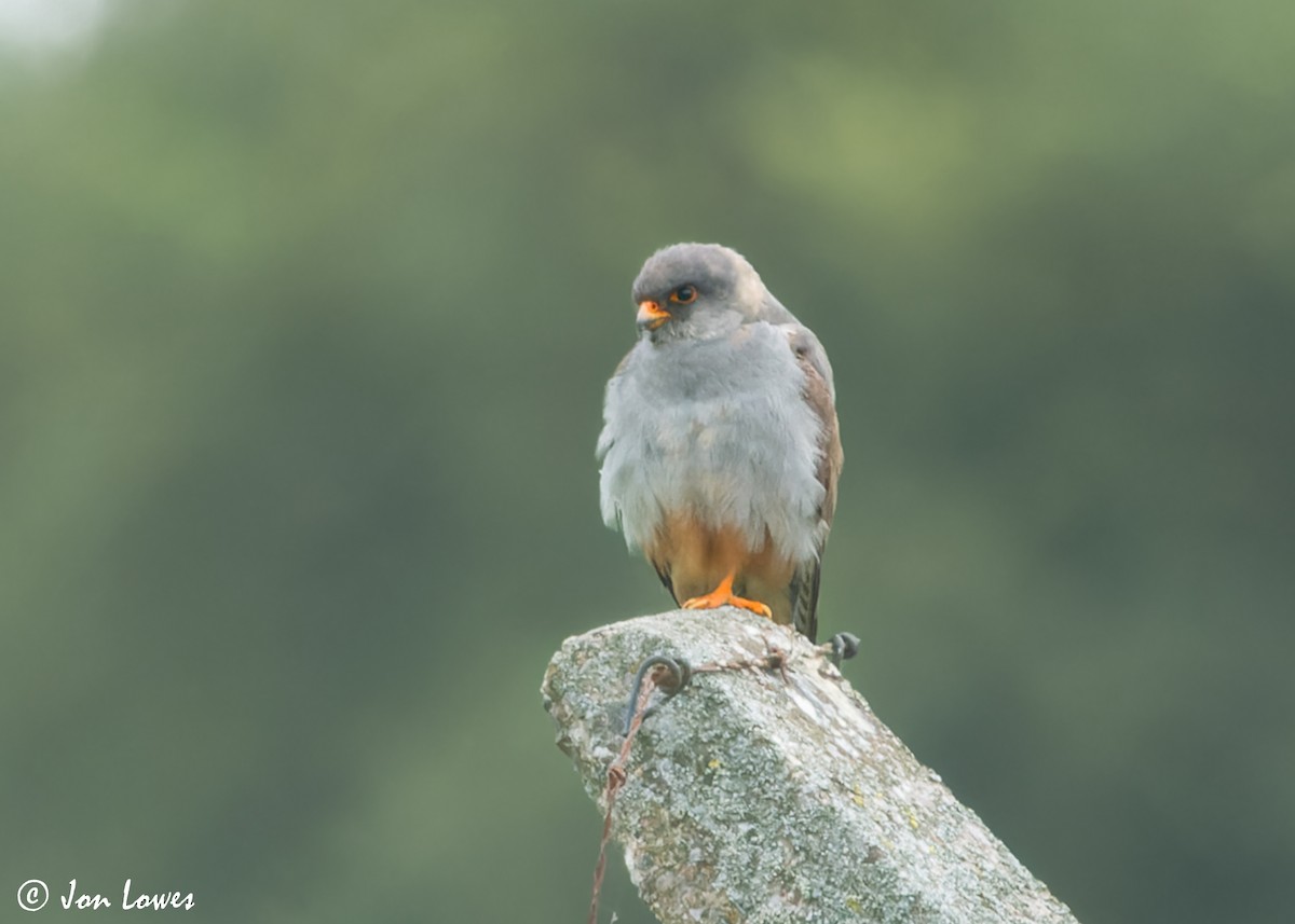 Red-footed Falcon - ML610600014