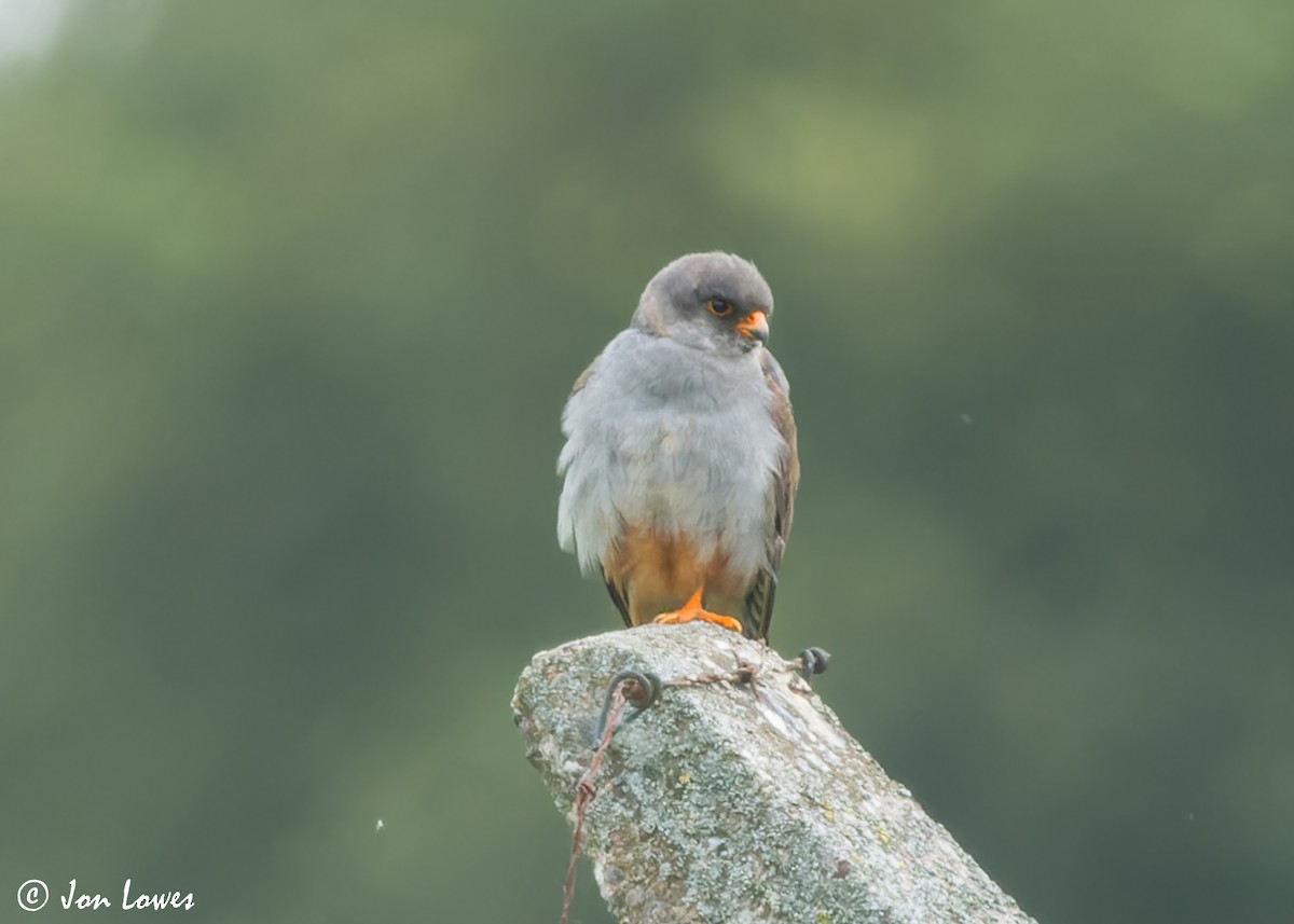Red-footed Falcon - ML610600015