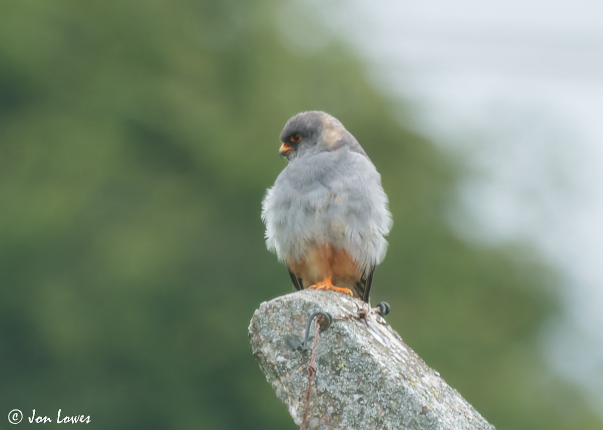 Red-footed Falcon - ML610600018