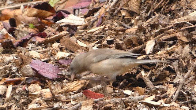 Junco ardoisé (hyemalis/carolinensis) - ML610600230