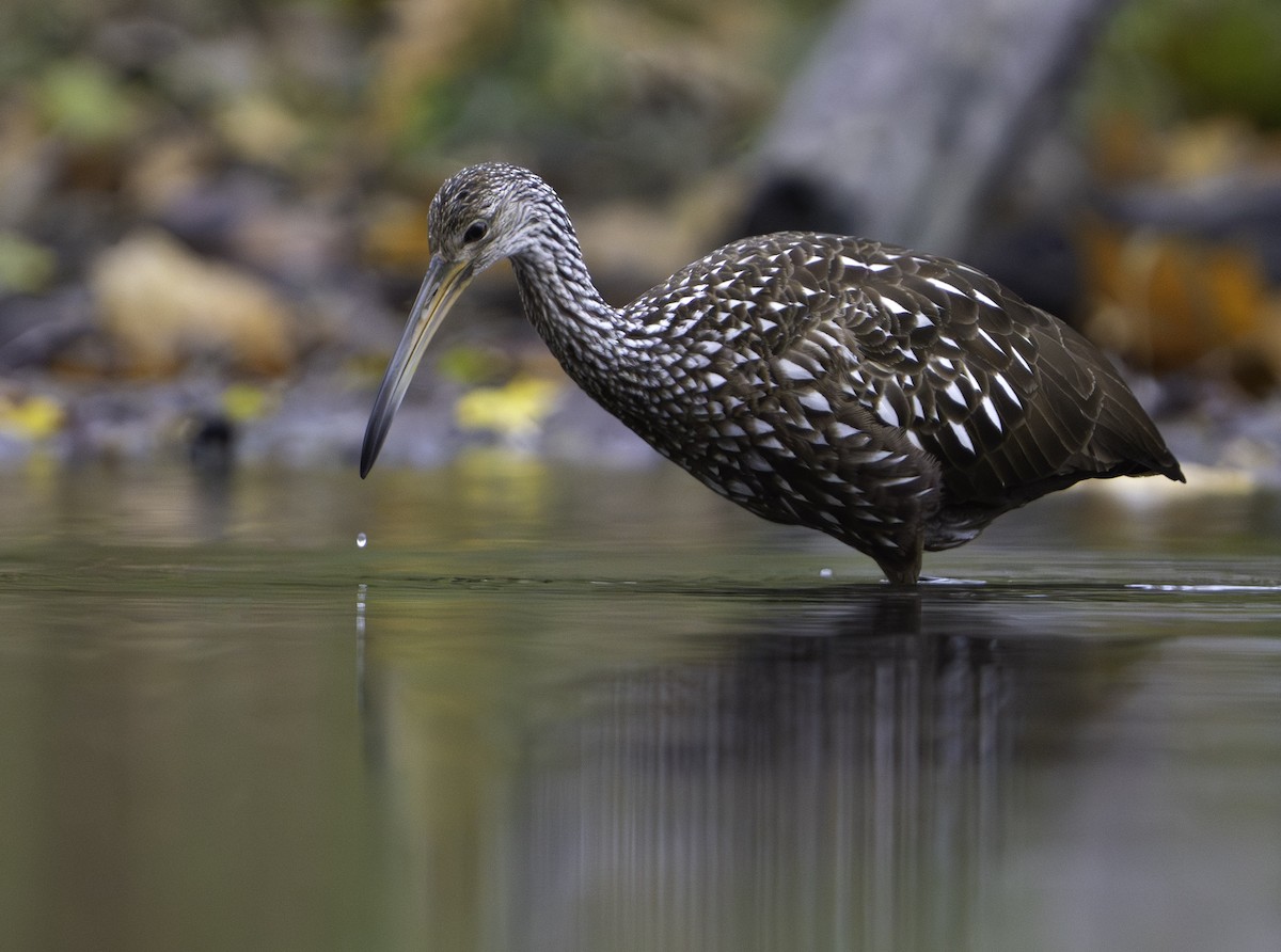 Limpkin - ML610600372