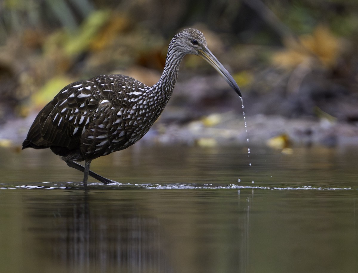 Limpkin - ML610600373