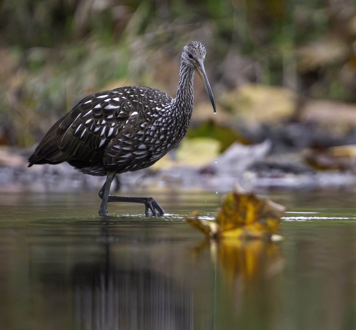 Limpkin - ML610600374