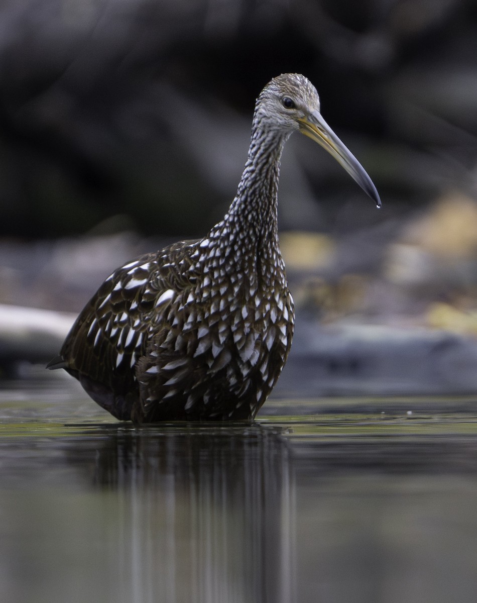 Limpkin - ML610600391