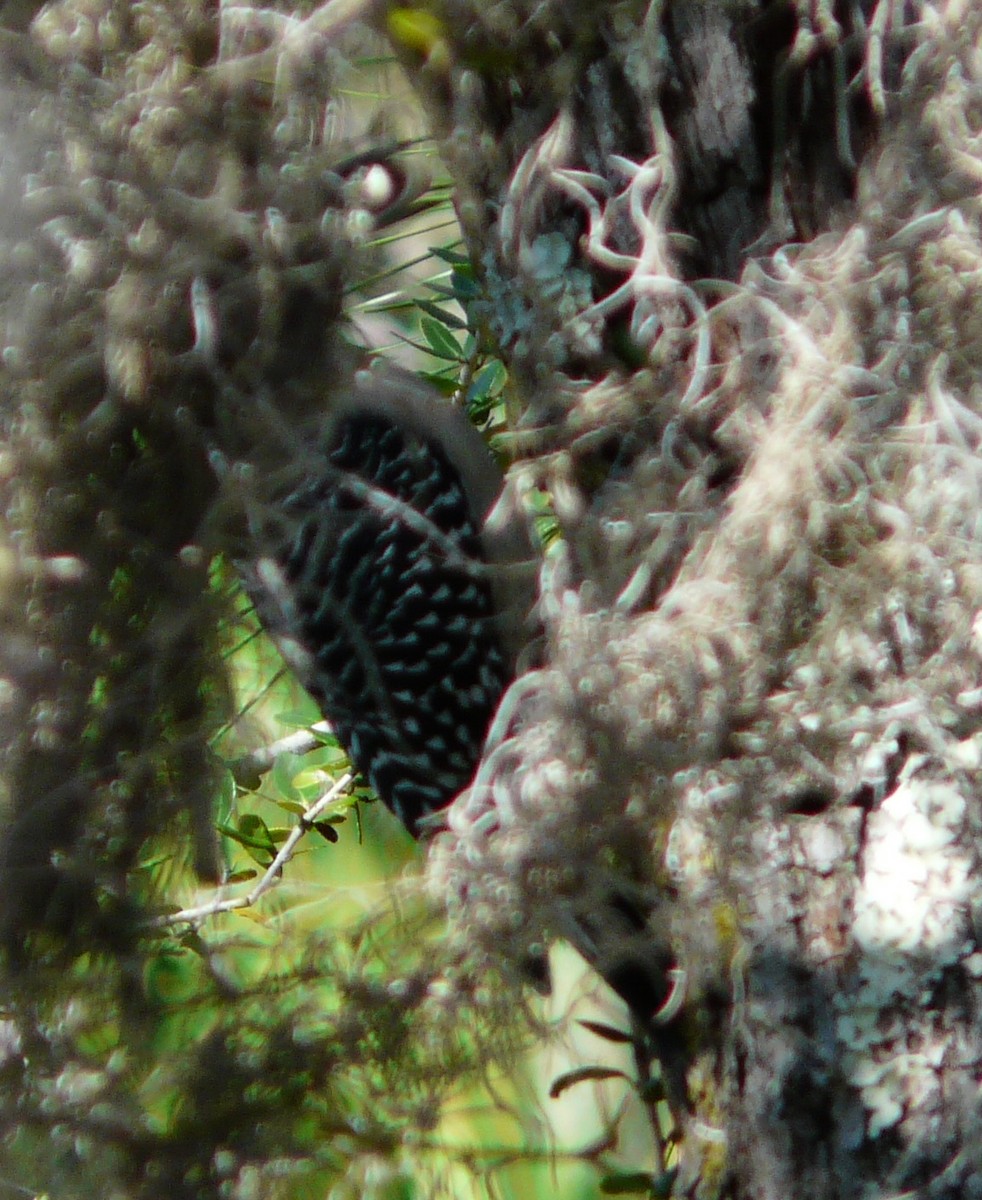 Red-bellied Woodpecker - ML610600441