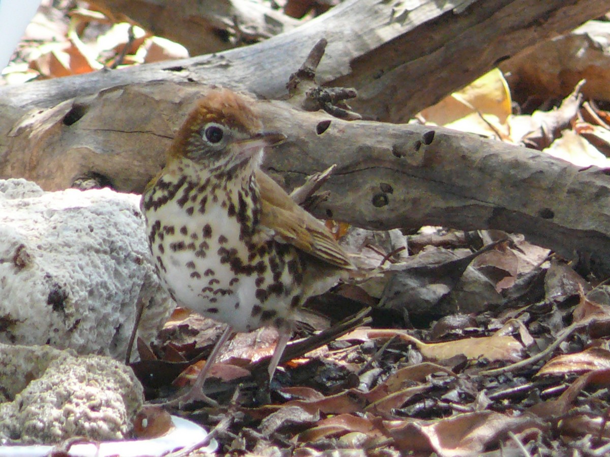 Wood Thrush - ML610600502