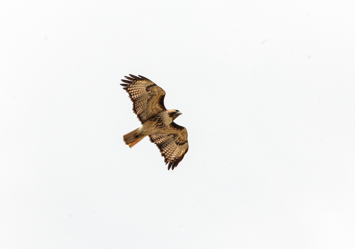 Red-tailed Hawk - ML610600564