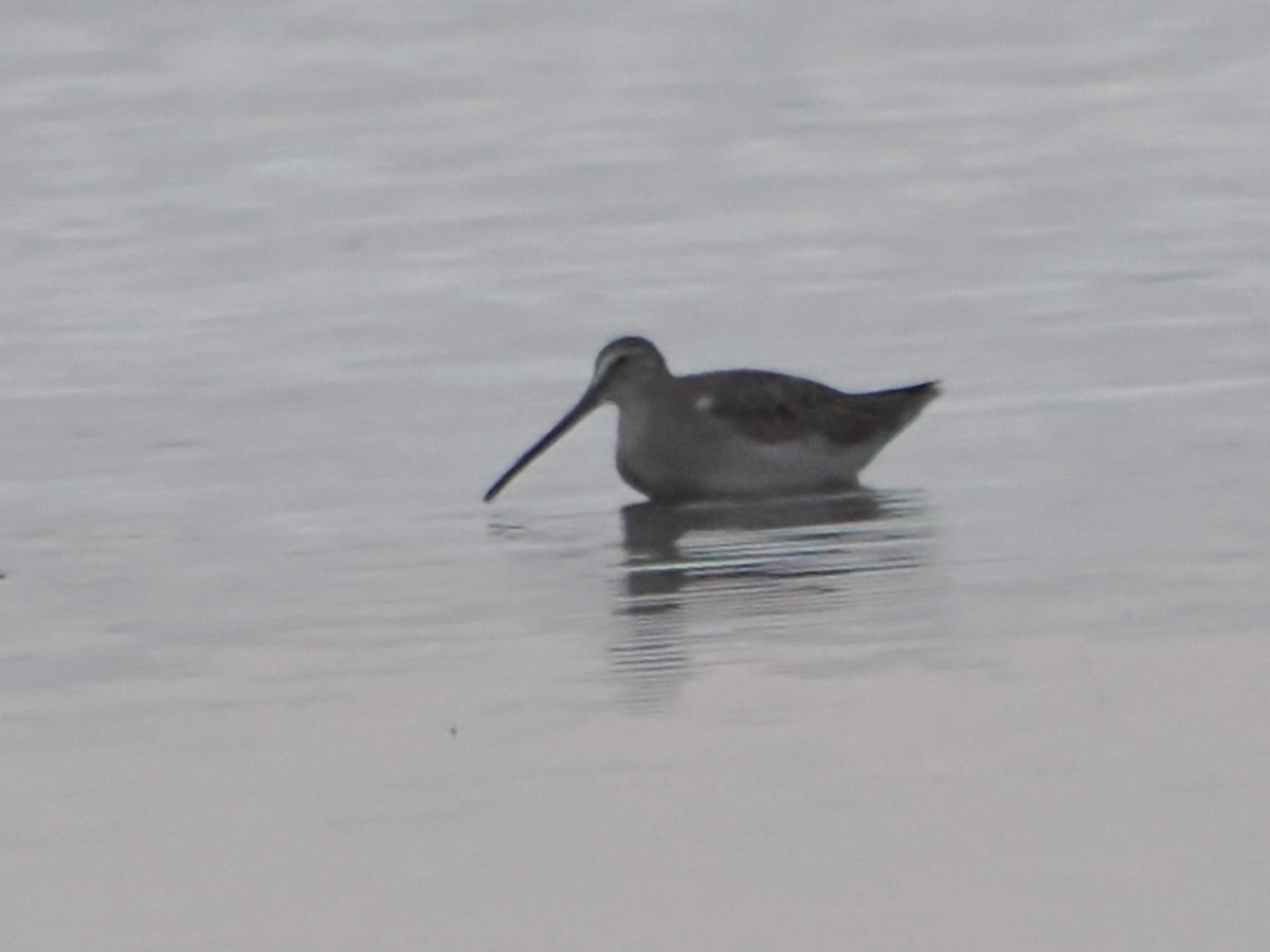 Long-billed Dowitcher - ML610600576