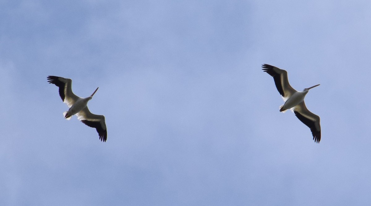 American White Pelican - Nestor Herrera