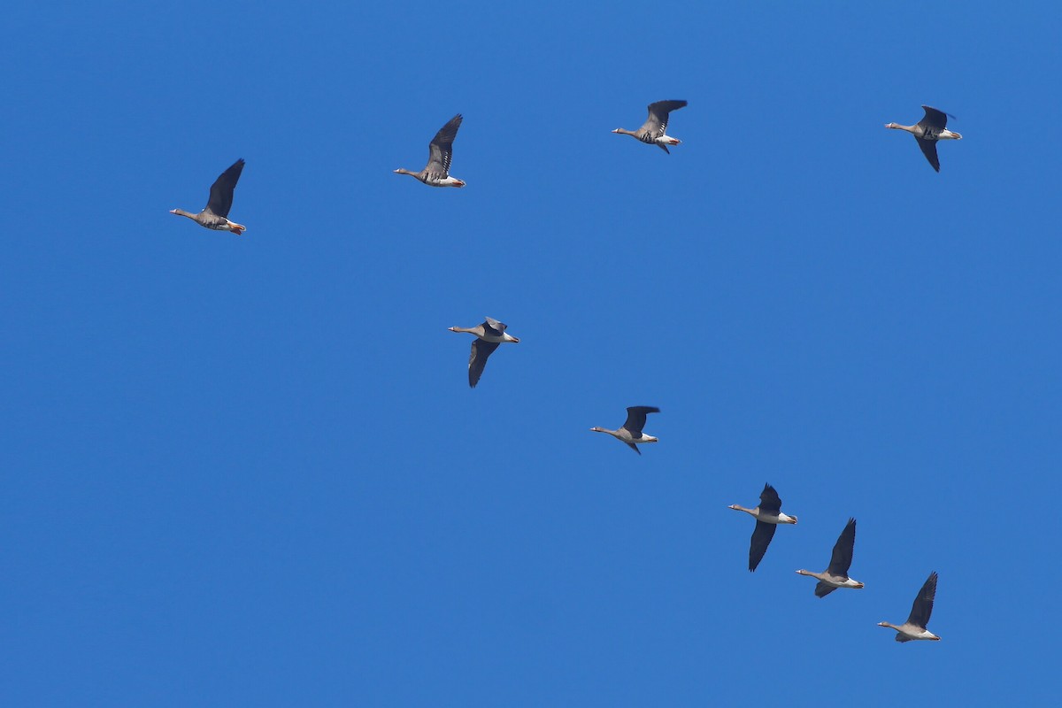 Greater White-fronted Goose - ML610600649