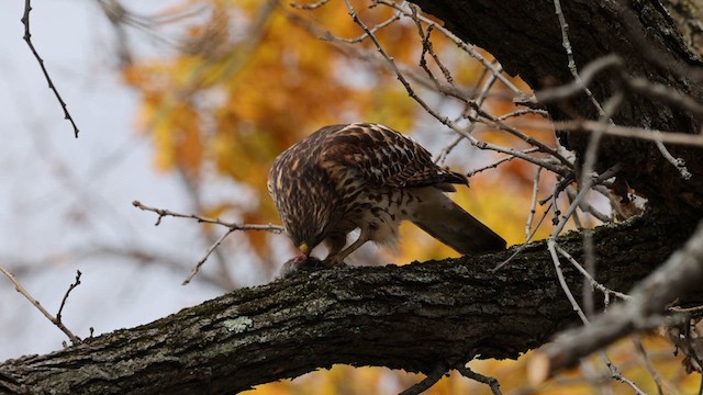 Red-shouldered Hawk - ML610600677