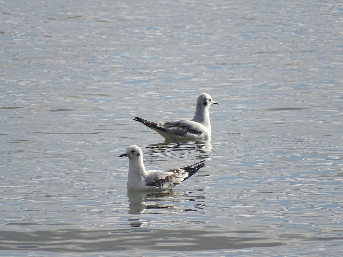 Bonaparte's Gull - ML610600681