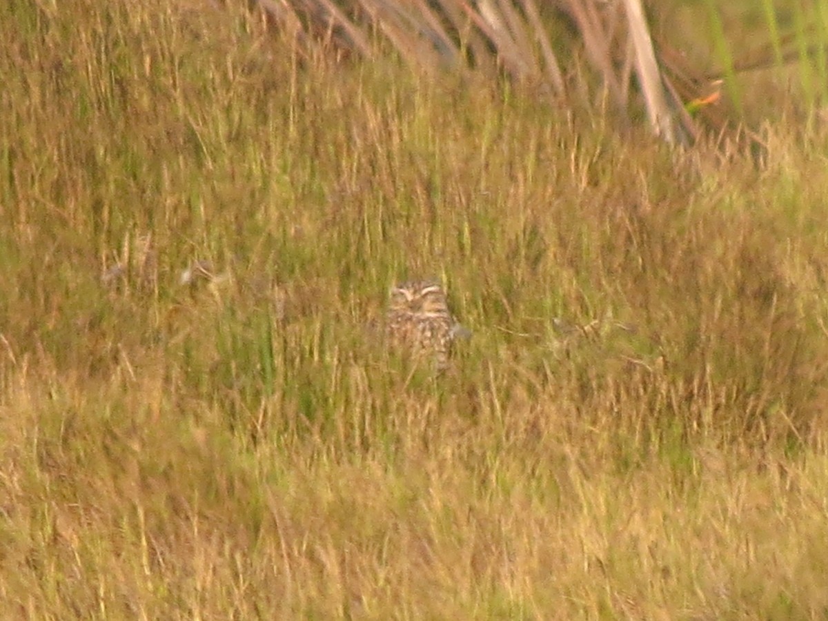 Burrowing Owl - ML610600758