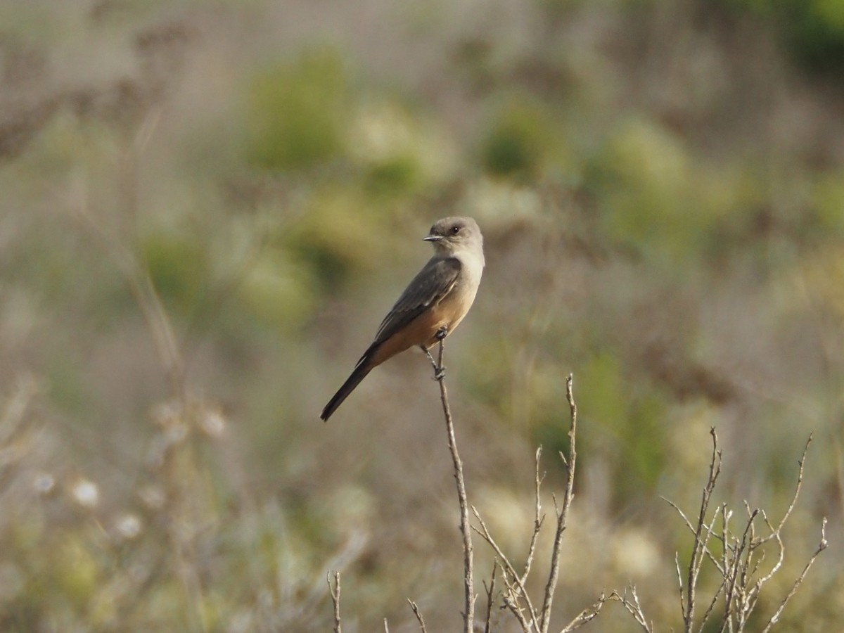 Say's Phoebe - ML610600784